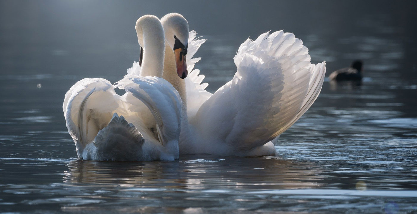 Monogamie of Open Relatie?